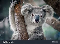 Image result for Beautiful Koala Bear