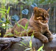 Image result for Bay Cat Pics