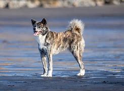 Image result for Brindle Akita