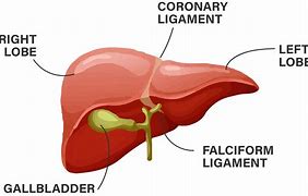 Image result for Liver