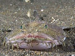 Image result for Goosefish