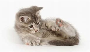 Image result for Cat Chases Tail