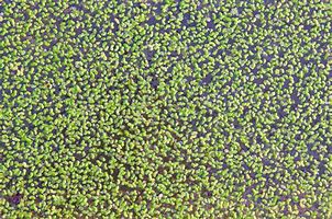 Image result for Duckweed Close Up