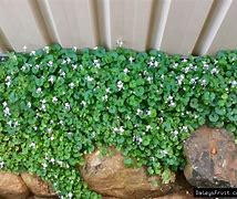 Image result for Australian Violet Ground Cover