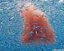 Image result for Krill School