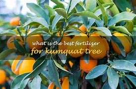 Image result for Kumquat Fruit Tree Fertilizer