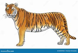 Image result for Digital Illustration Tiger