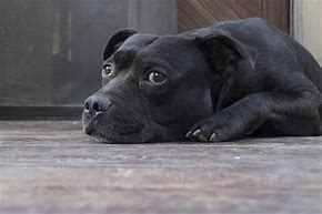 Image result for Tired Dog Images