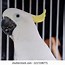 Image result for Sulphur Crested Cockatoo for Rehoming