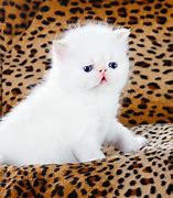 Image result for Persian Cat