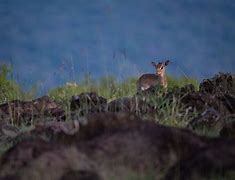 Image result for Kirk's Dik Dik Range