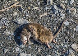 Image result for Dead Rat in Duct