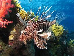 Image result for Lionfish Sea Monster