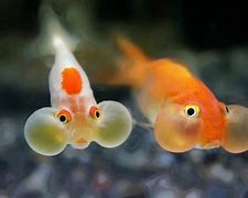 Image result for Bubble Fish