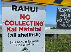 Image result for Taranaki Seaweed Species