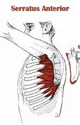 Image result for Serratus Anterior On Human No Skin