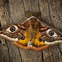 Image result for Domestic Brown Moth