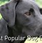 Image result for Top 10 Dog Breeds AKC