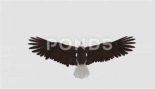 Image result for Eagle Flying Top View