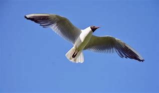 Image result for Stumpy Sea Gull