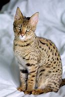 Image result for Serval Cat Full-Grown