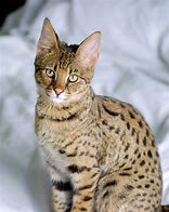 Image result for Full-Grown Serval Cat