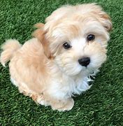 Image result for Cute Poodle Mixes