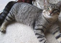 Image result for Black and Grey Tabby Cat