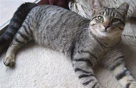 Image result for Gray Medium Hair Tabby Cat