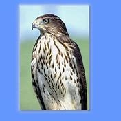 Image result for Cooper's Hawk Ohio