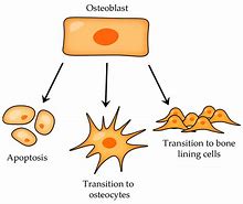 Image result for Bone Cell Picture B