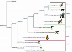 Image result for Primate Classification Chart