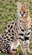 Image result for Serval Cat Lynx