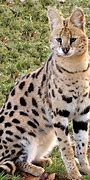 Image result for Red Serval Cat