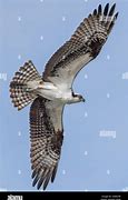 Image result for Adult Osprey Flight