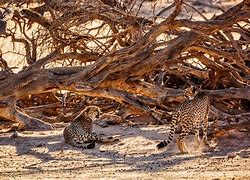 Image result for Deadly Cheetahs