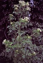 Image result for Conium Maculatum Wetland