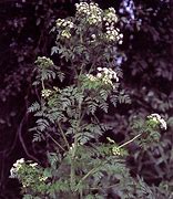 Image result for Conium Maculatum Leaf