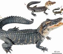 Image result for Melanosuchus