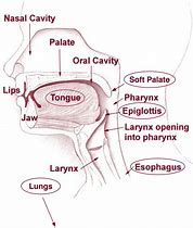 Image result for Adult Mouth Diagram