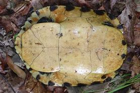 Image result for National Park Service Yellow Bellied Slider