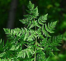 Image result for Conium Maculatum Leaf