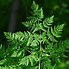 Image result for Conium Maculatum Leaf