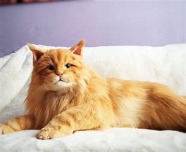 Image result for Maine Coon Cat Plush