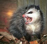 Image result for Possum Babies