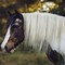 Image result for Most Beautiful Gypsy Horse