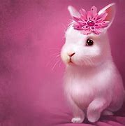 Image result for Cool Rabbit Art