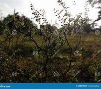 Image result for Atha Plant