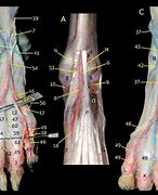 Image result for Dorsal Pedal Artery Anatomy