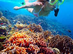 Image result for Cancun Snorkel